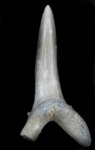 Large Sand Shark (Striatolamia) Tooth - Kazakhstan #34577